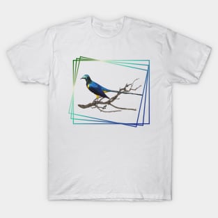 Golden-breasted Starling in Kenya / Africa - Birds T-Shirt